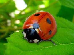 coccinella.jpg
