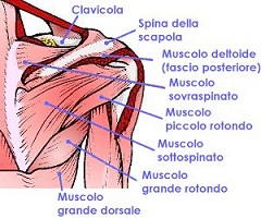 spalla.jpg