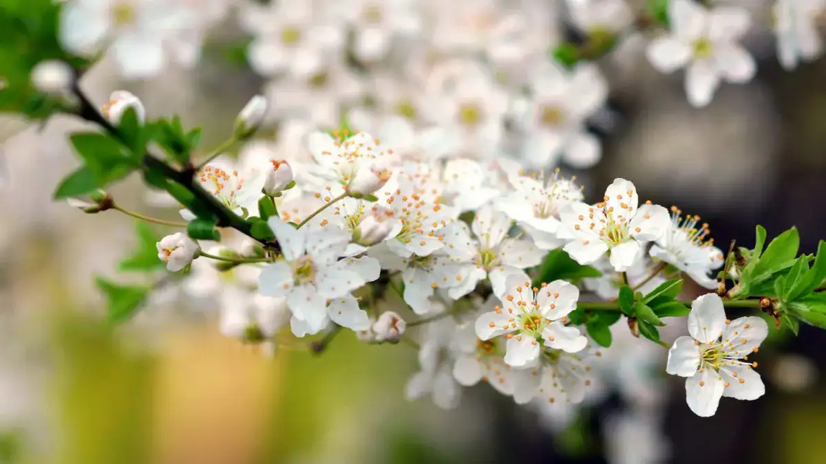 Piante contro ansia, stress, insonnia