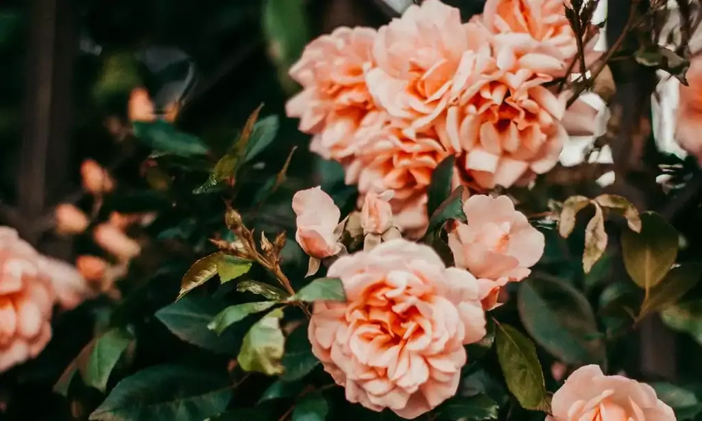 Ciclo mestruale e cistite 