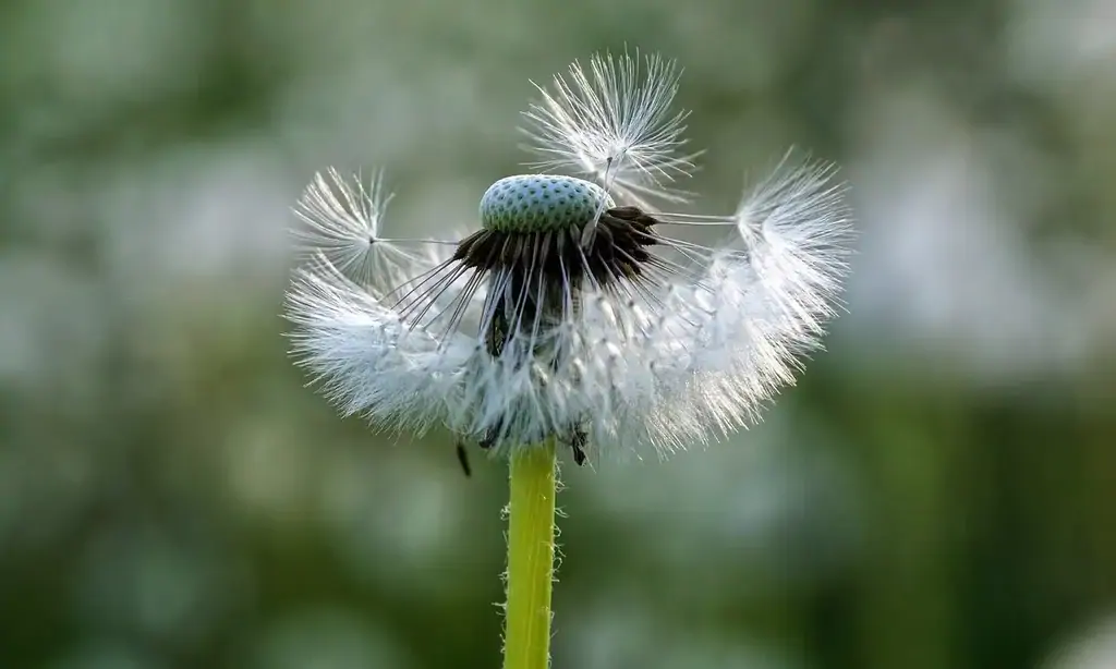 cistite interstiziale metaforica