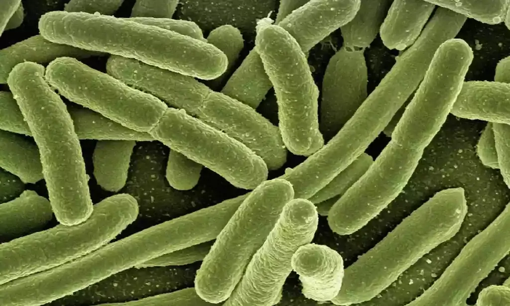 Escherichia Coli al microscopio