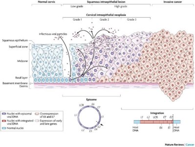 epitelio hpv 800x600