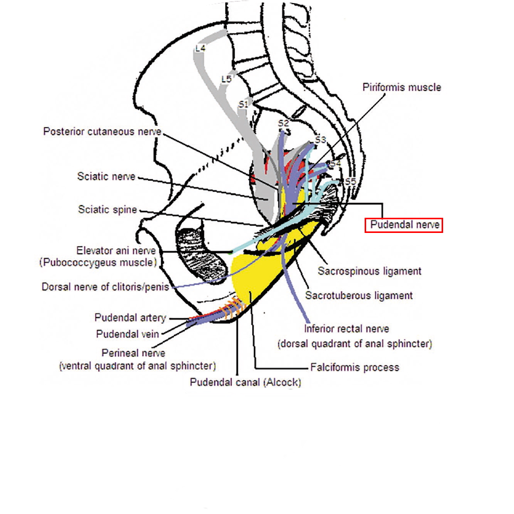 201202 Pudendal Nerve figure