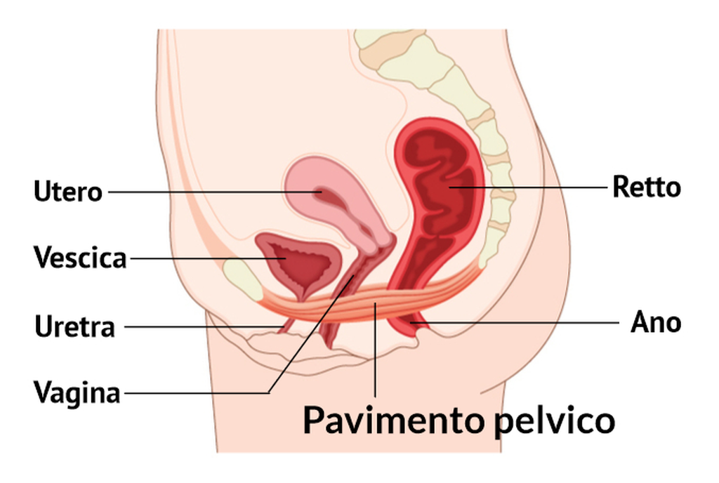 pavimento pelvico