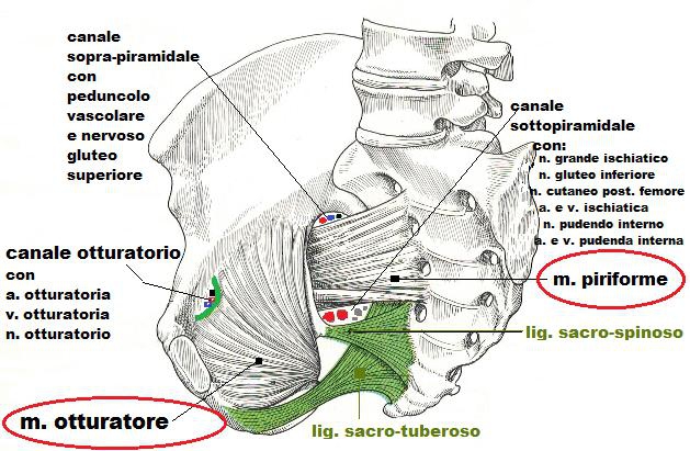 piriformi otturatori